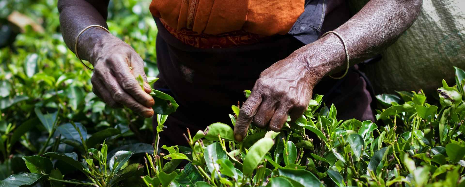 Tea Plantation - Goatfell