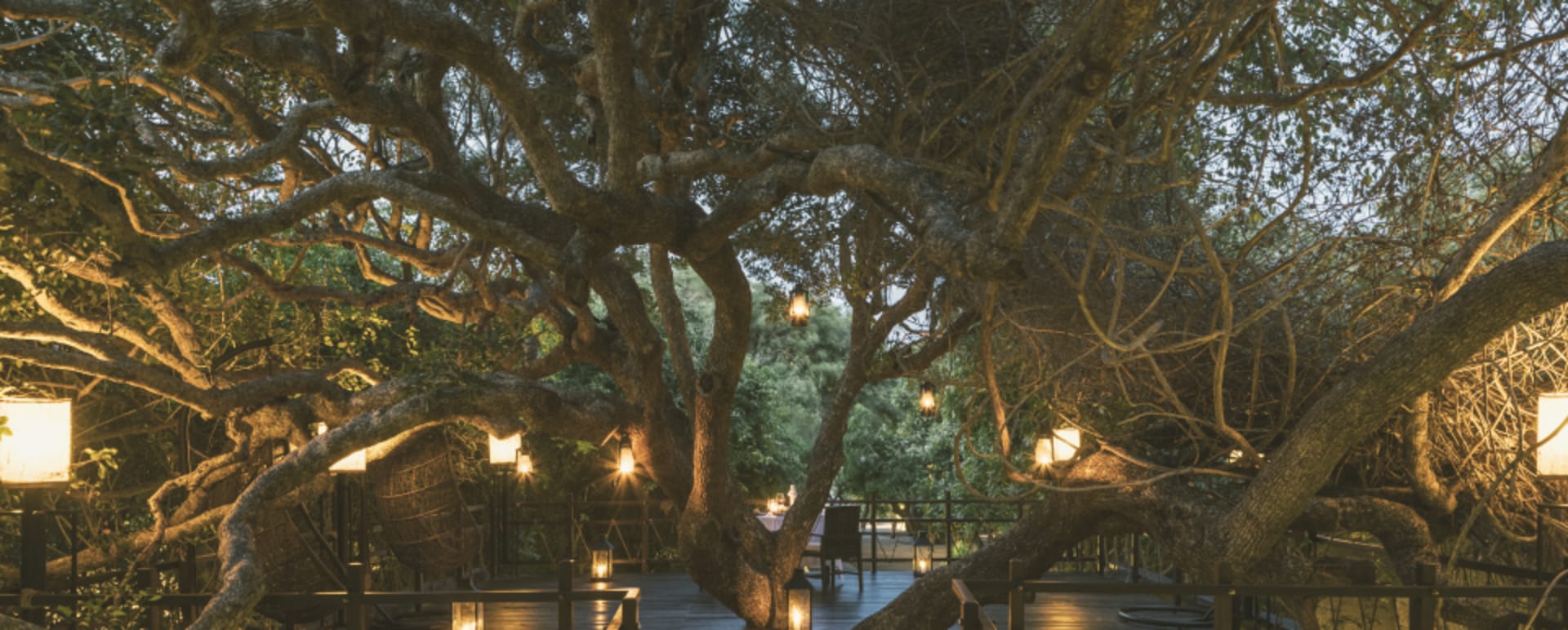 Treetop dining  