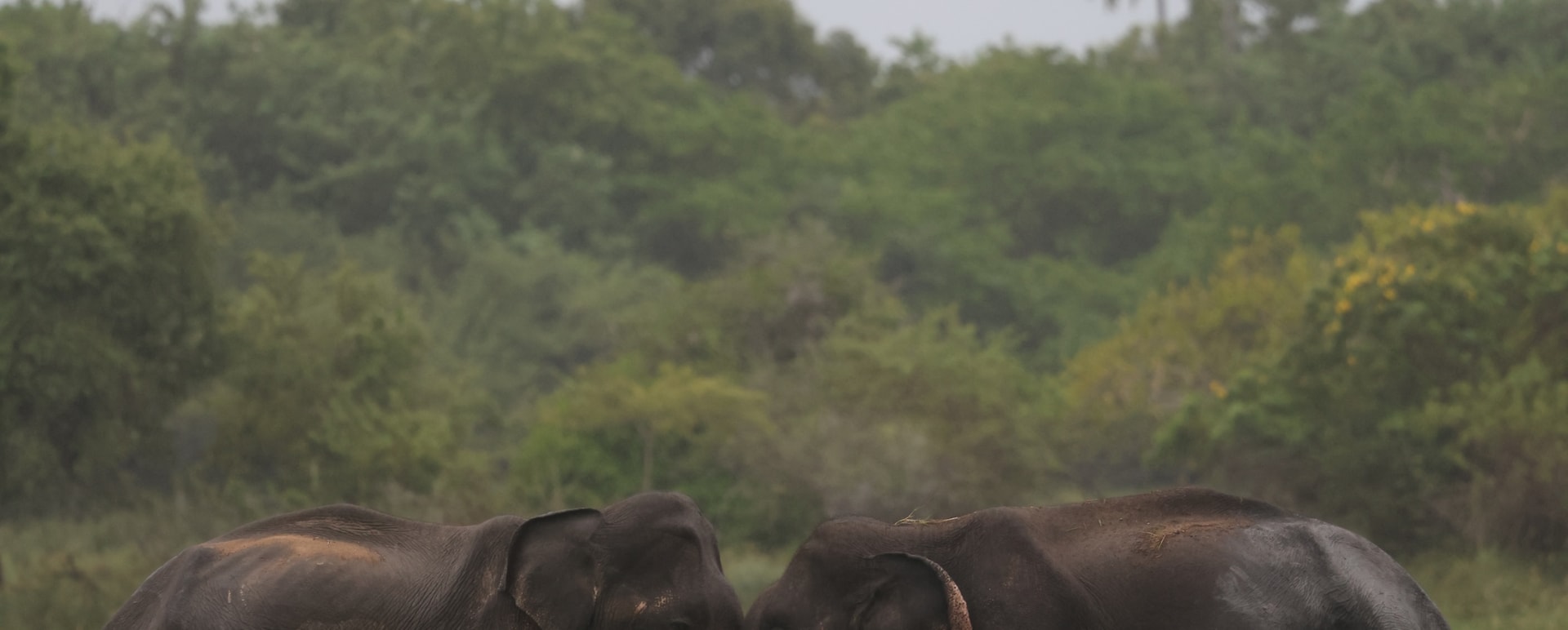 Elephants - Kuamana Under Canvas 