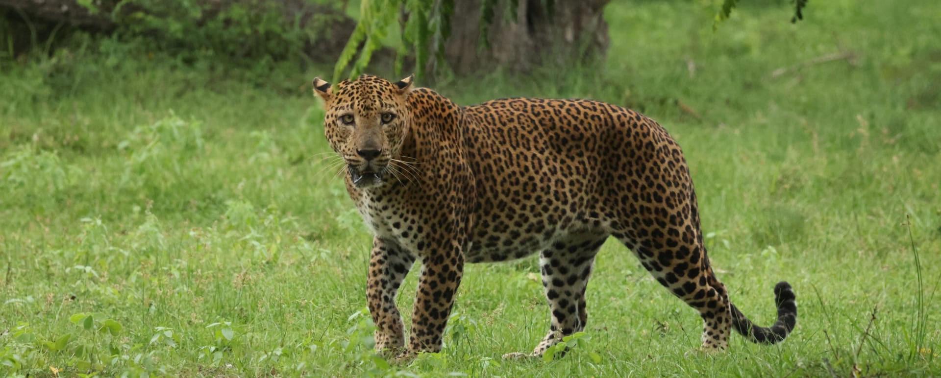 Leopard - Kumana Under Canvas 