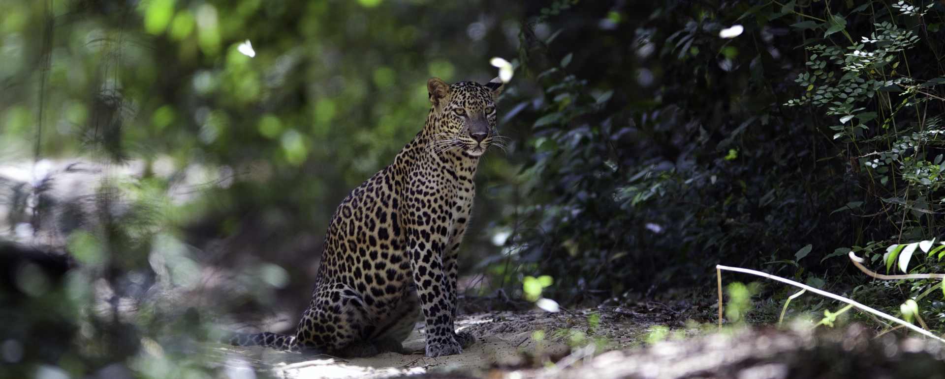 Magical sightings - Wilpattu National Park
