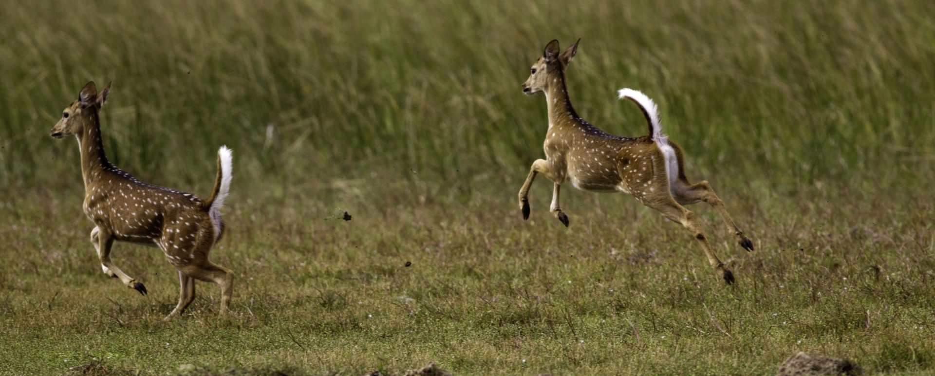 Deer - Wilpattu National Park