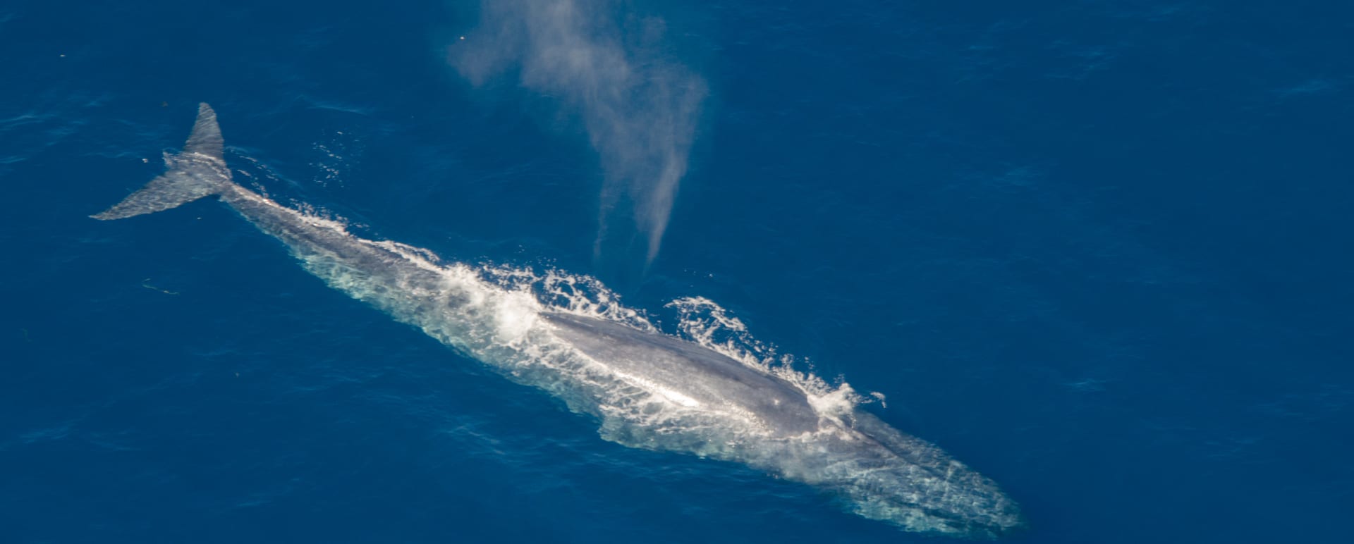 Aerial Whale Watching
