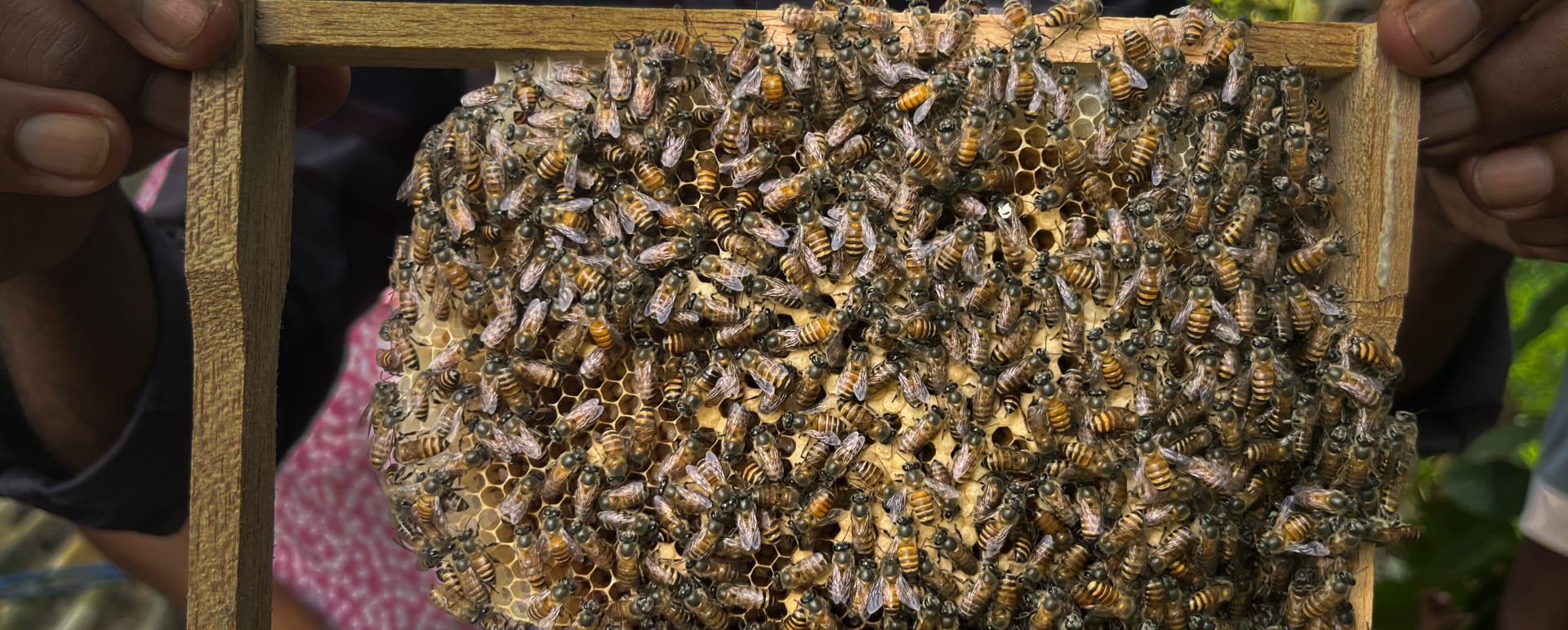 A Community Beekeeping Experience