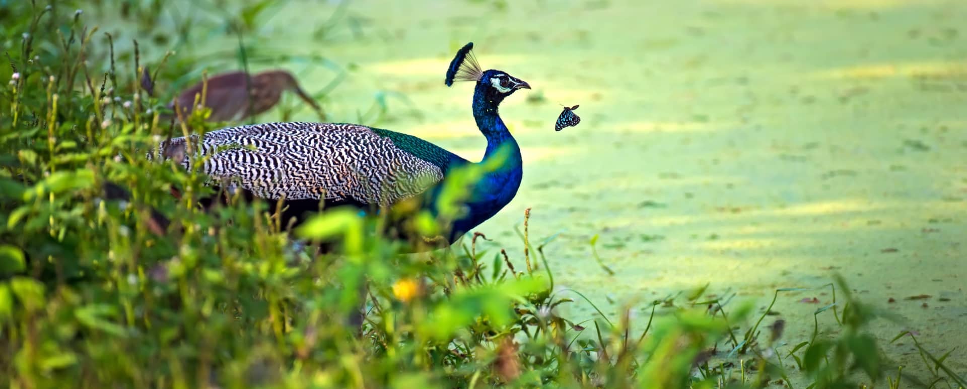 Jeep Safari at Yala National Park