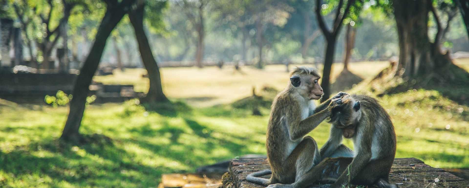 Polonnaruwa Meet the Monkeys