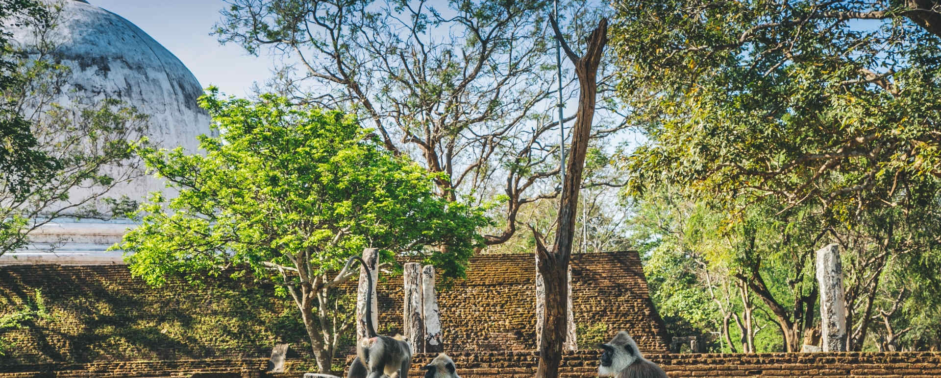 Polonnaruwa Meet the Monkeys
