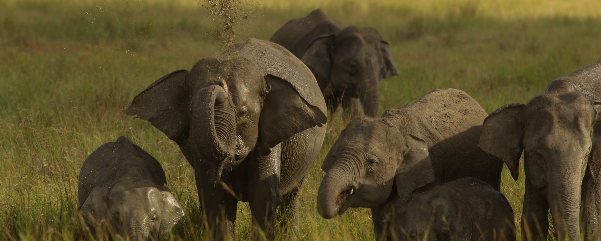 Visit an Elephant Conservation Centre and Guided Safari in Wasgamuwa National Park
