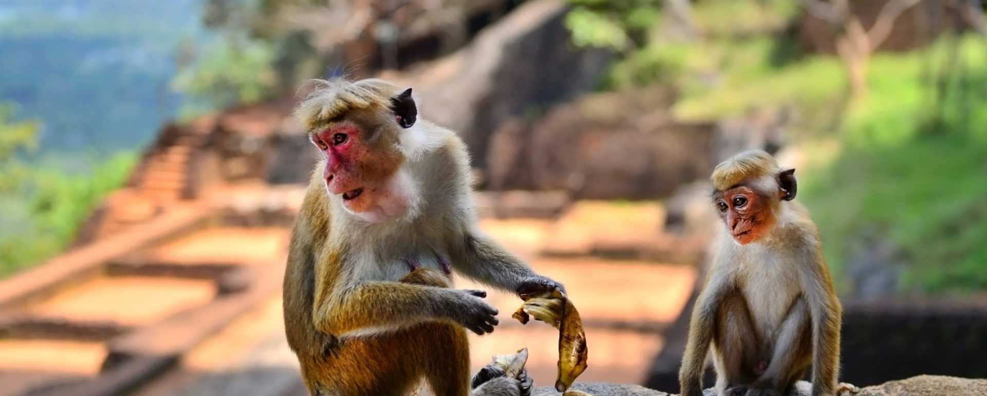 Monkeys 