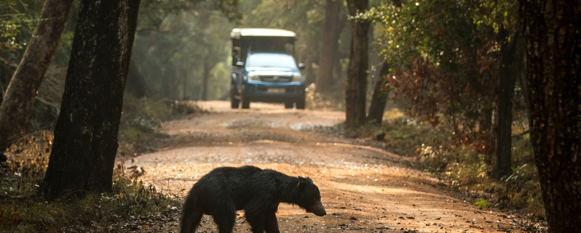Sloth Bear 