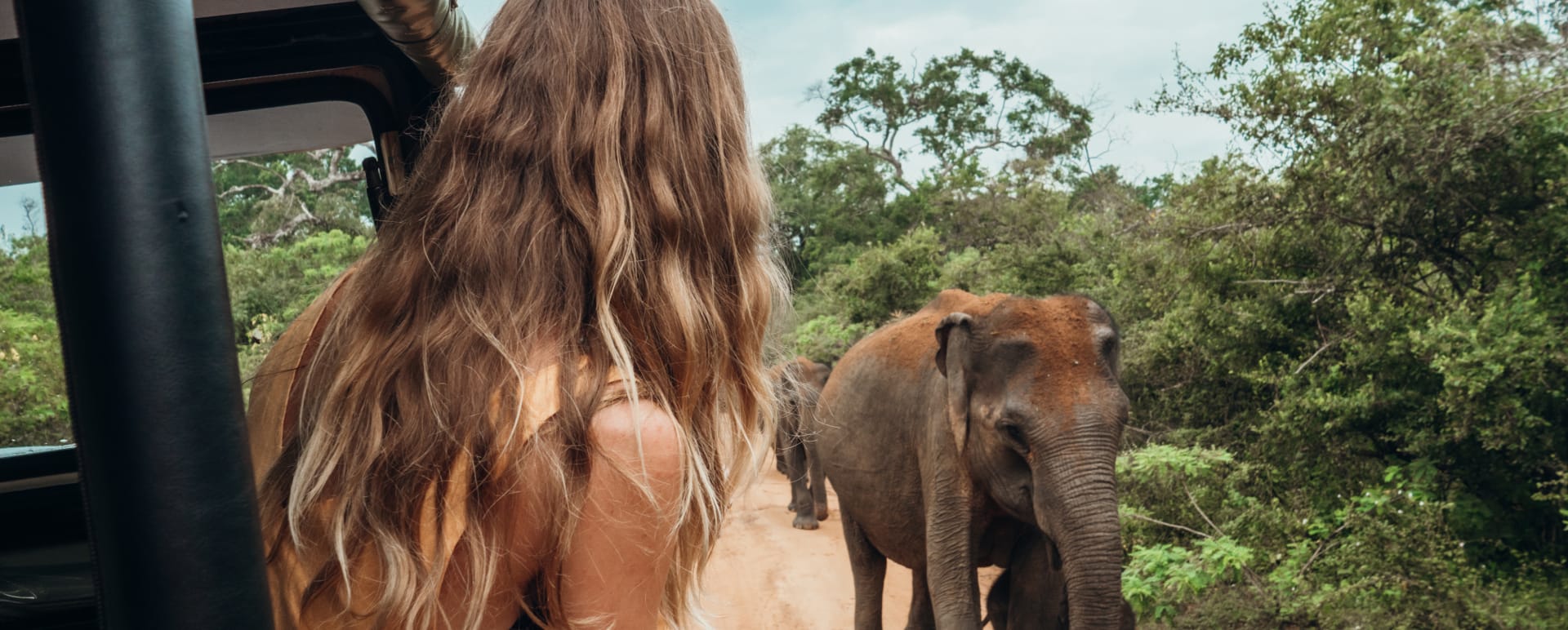 Safari  