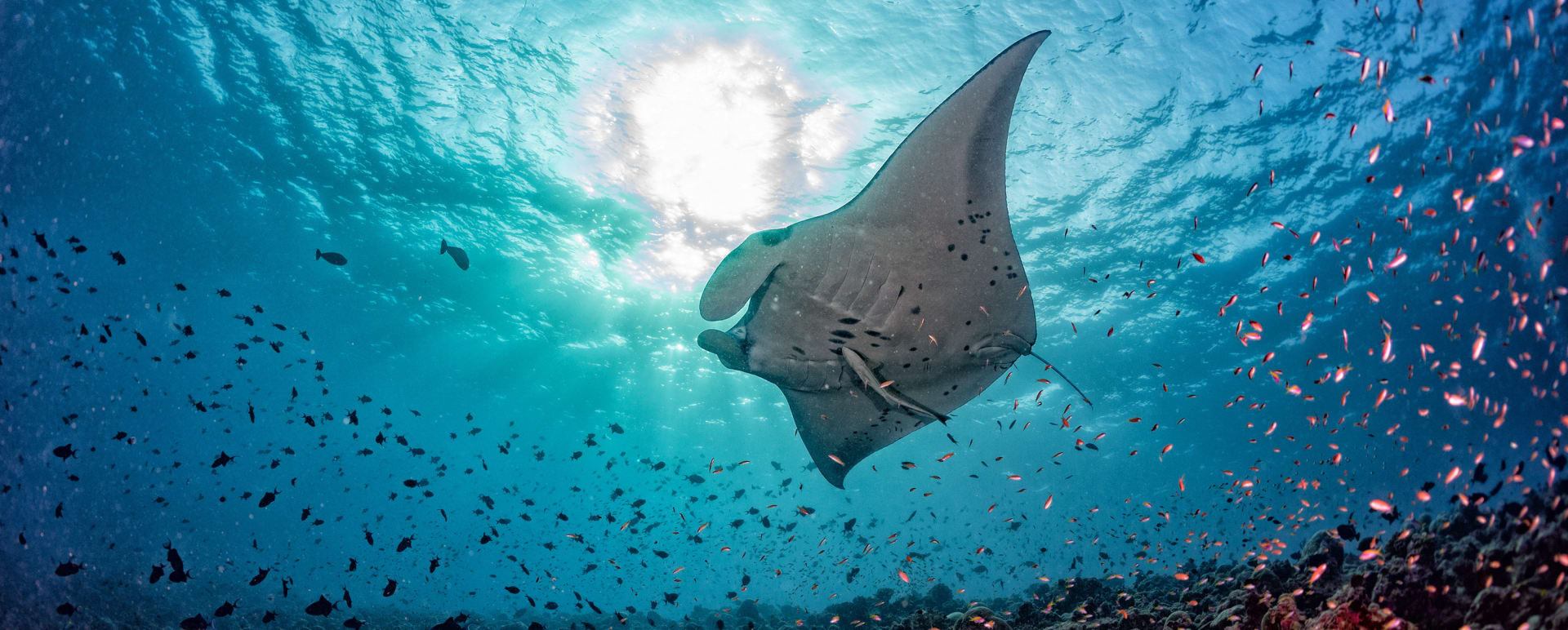 Manta Ray Excursion at Soneva Fushi 