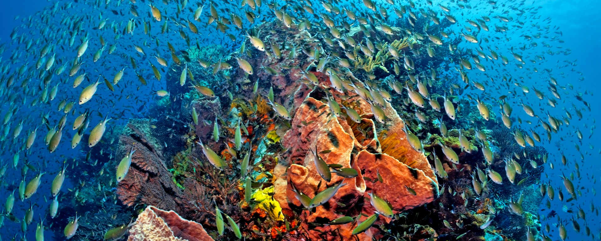 Scuba Diving - Anse Chastanet