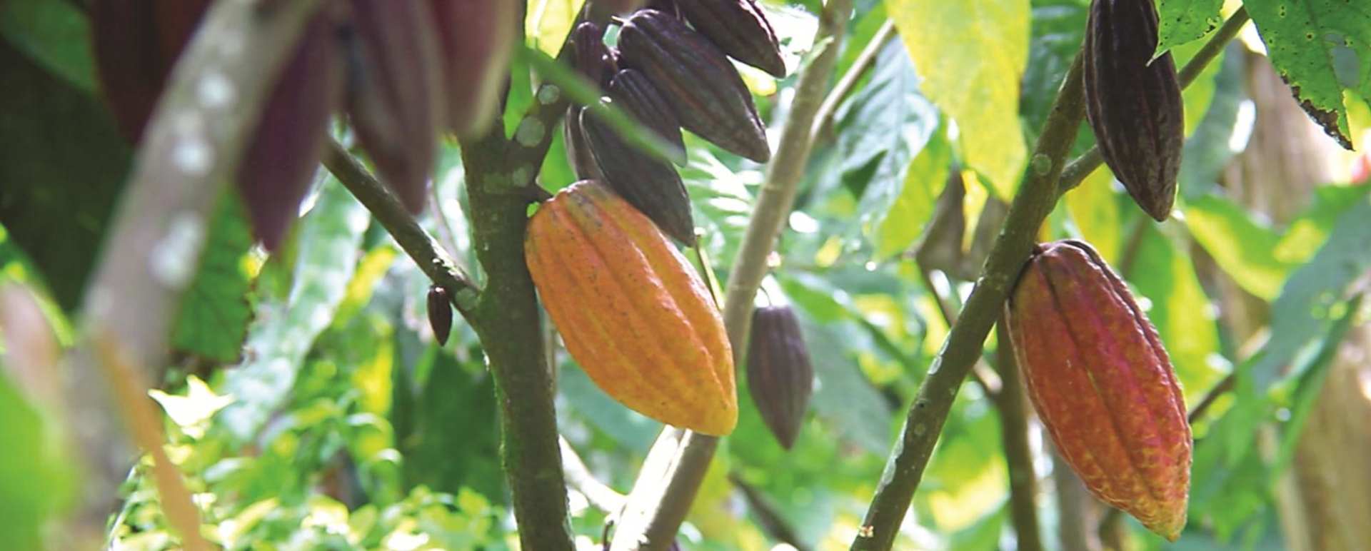 Working Cocoa Estate - Hotel Chocolat