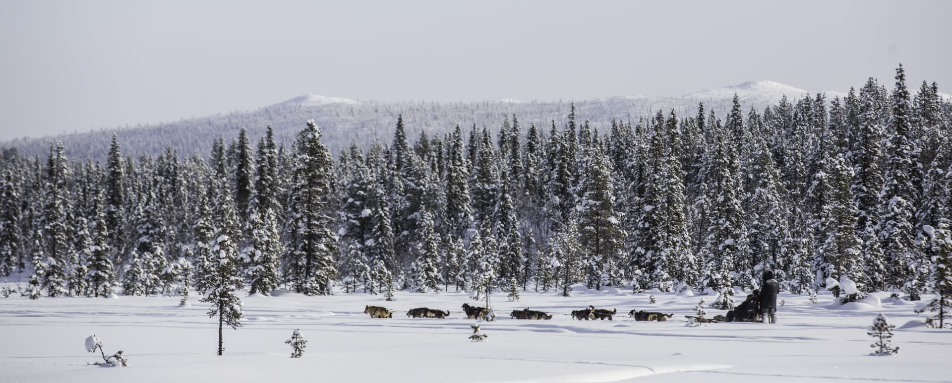 Fjellbord Arctic Lodge Dog Sledding 