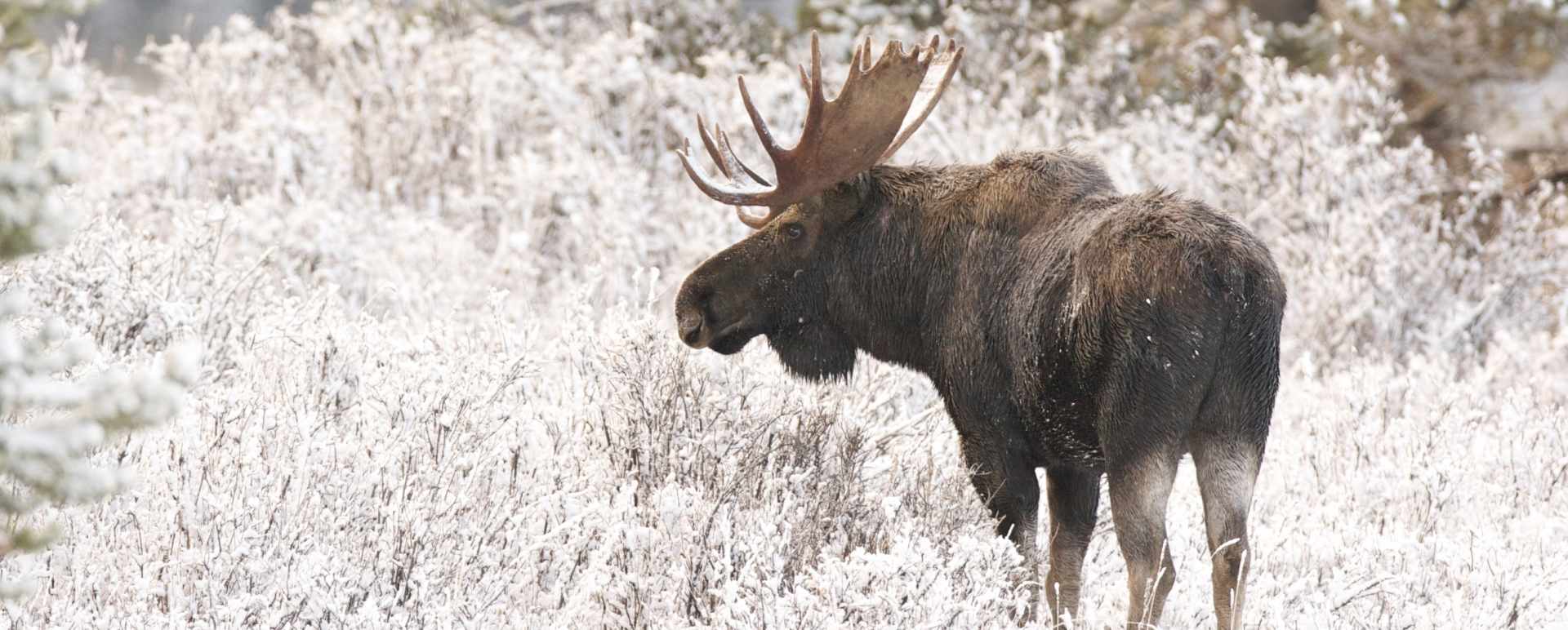 Arctic Wildlife Safari by Snowmobile