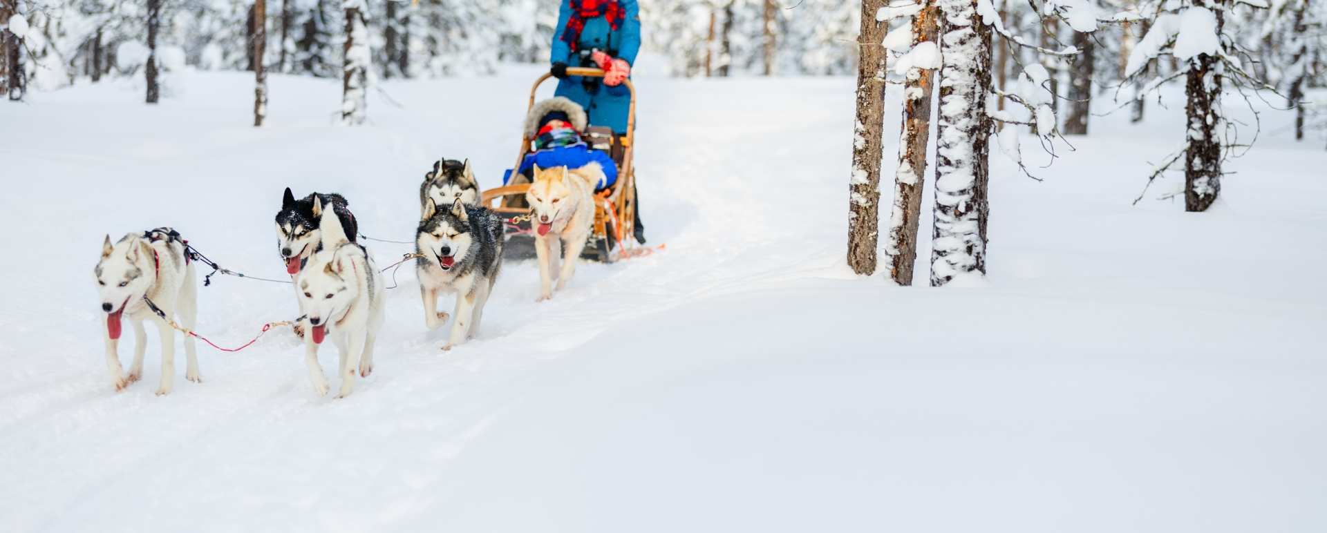 Husky sledding at Lapland Guesthouse