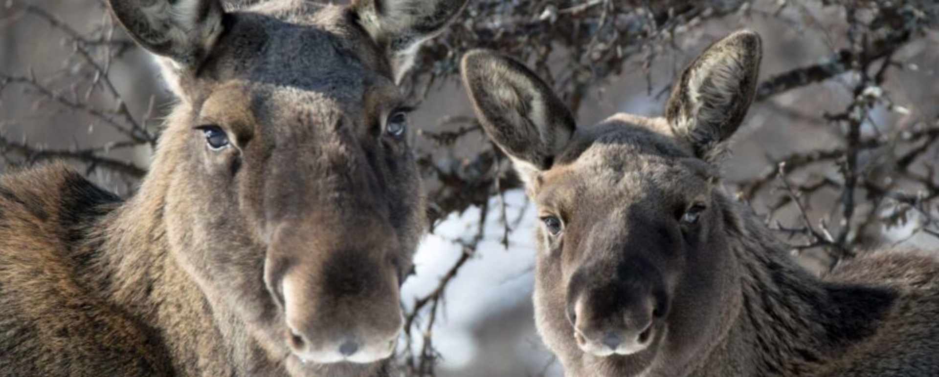 Moose Safari at the Treehotel