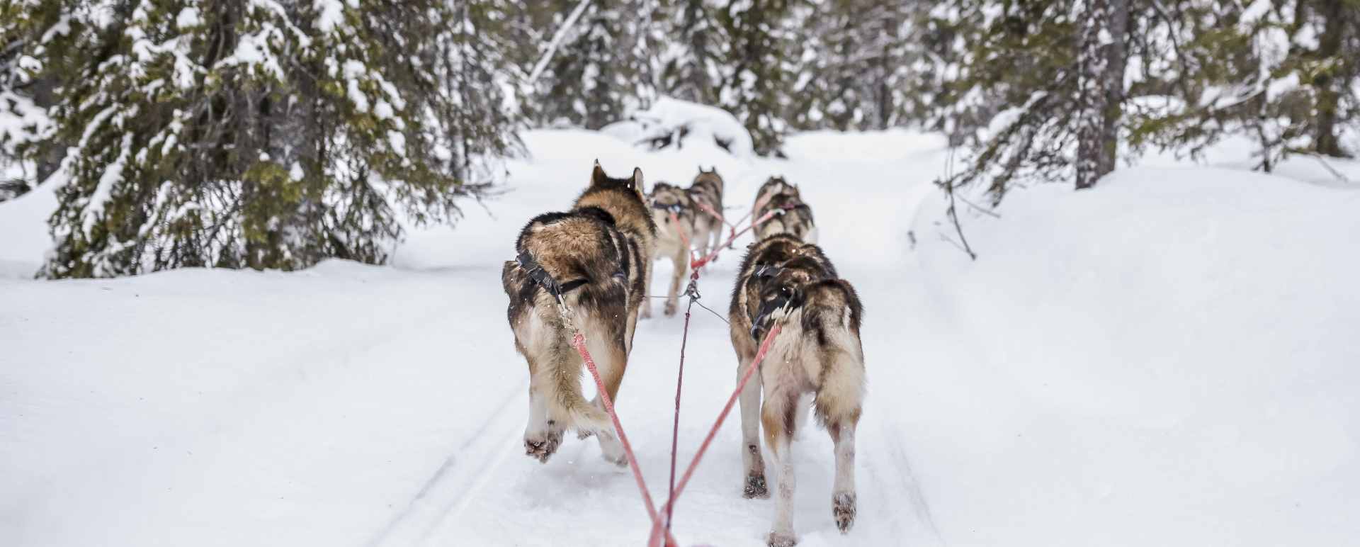 Husky sledding 