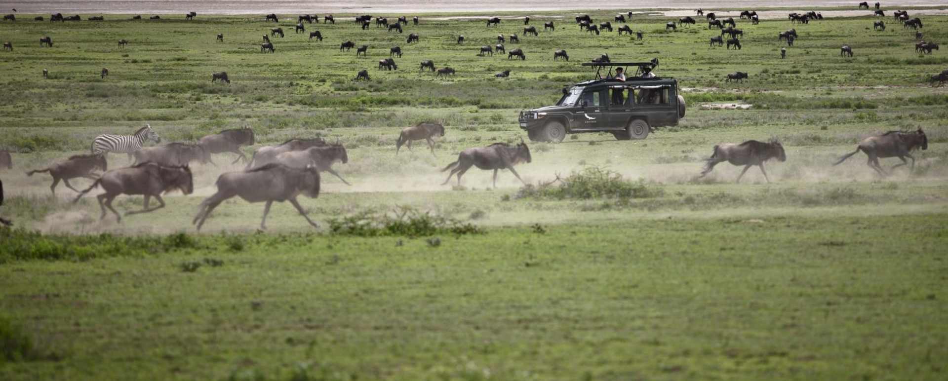 Serengeti Under Canvas game drive