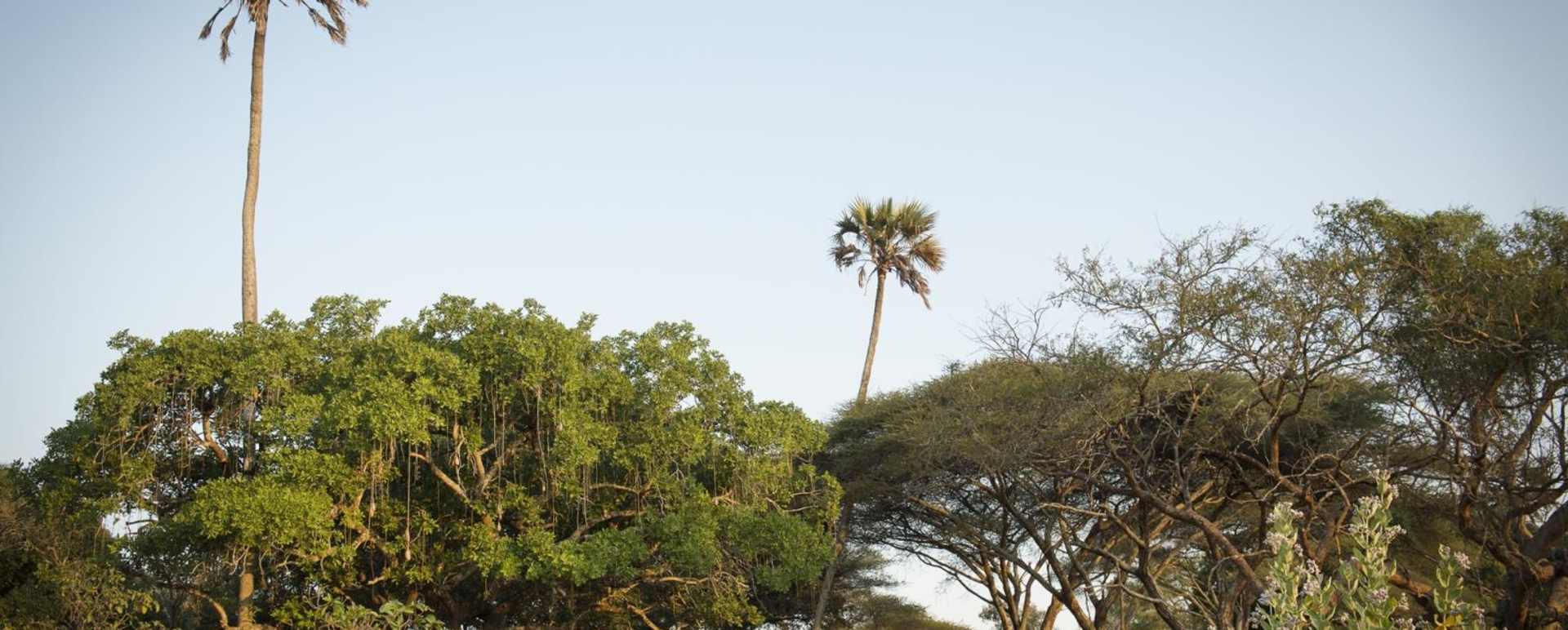 Tent in the trees - Chada Katavi