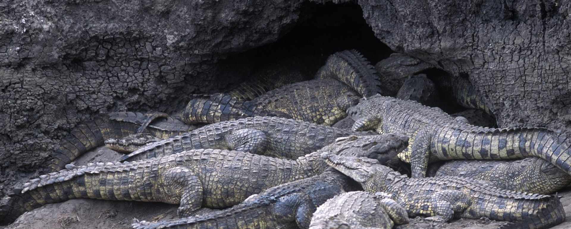 Crocs - Chada Katavi