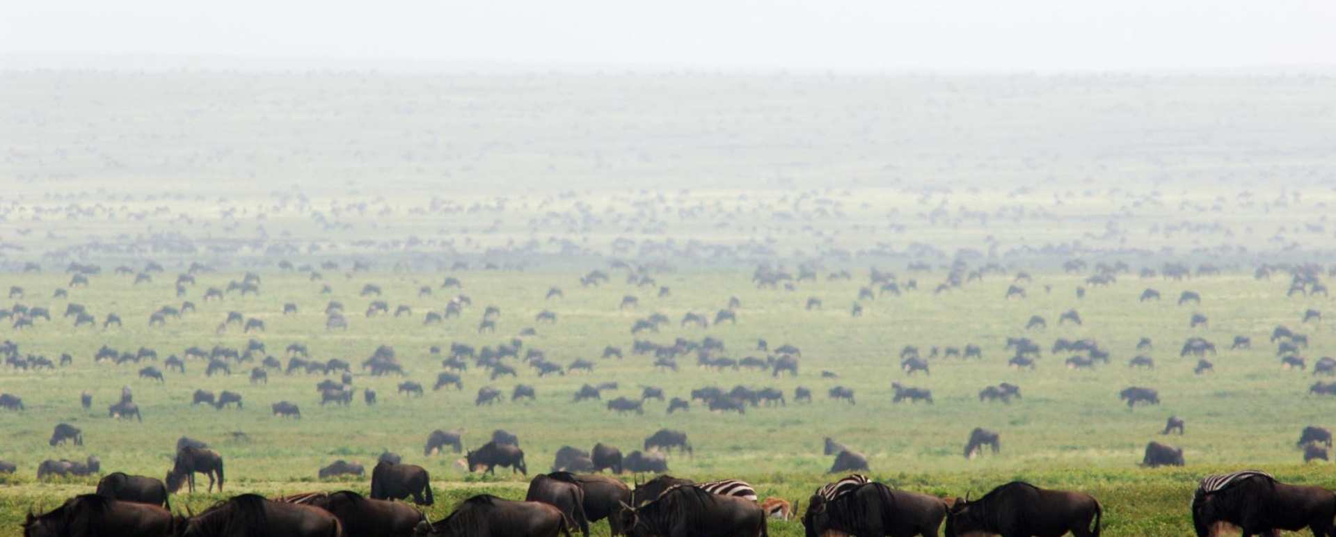 Migration herds - Dunia Camp