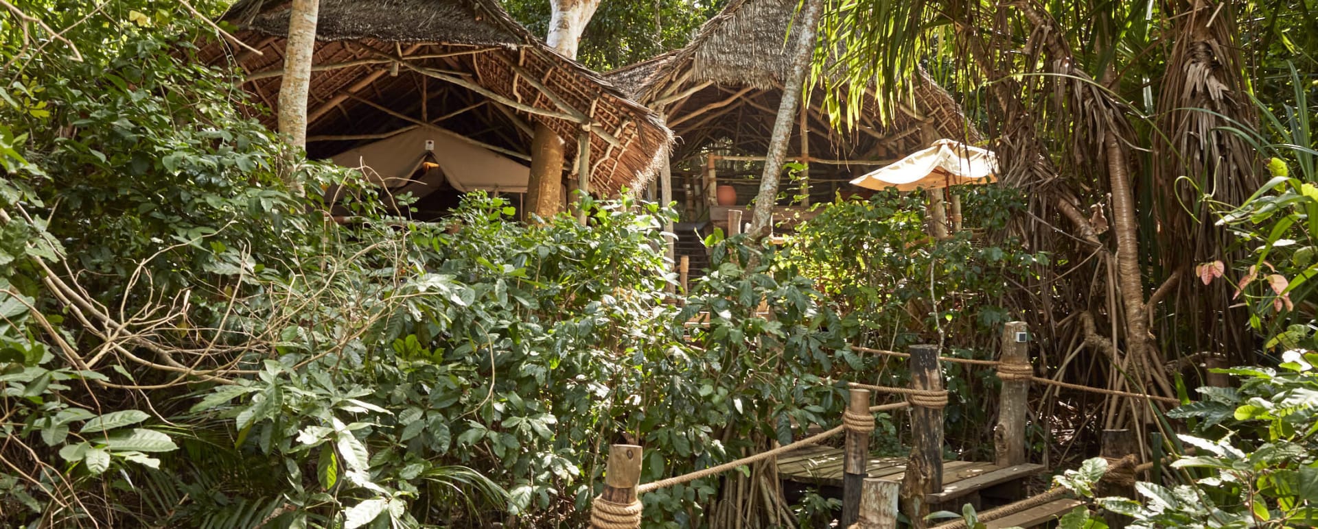 Jungle suite 