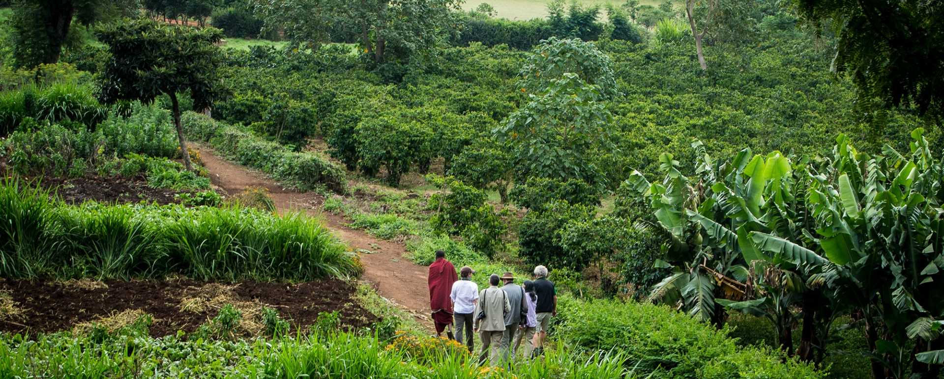 Explore the farm at Gibbs Farm 