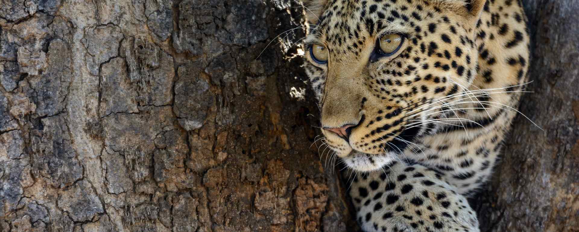 Leopard spotting - Jabali Ridge
