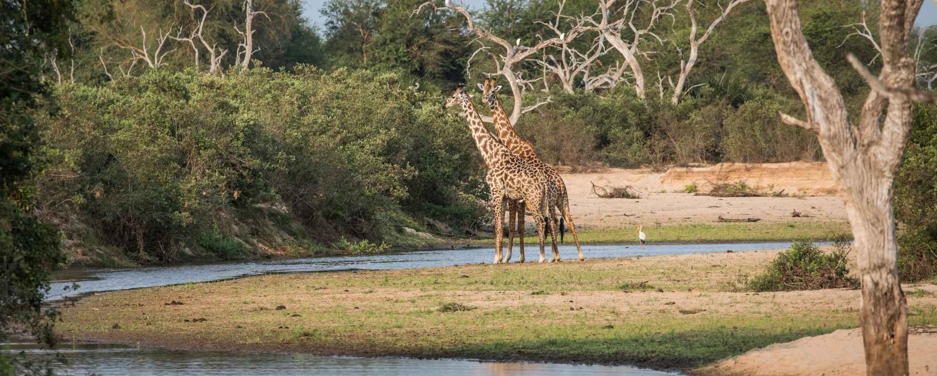 Kiba Point - Giraffes in the Selous 