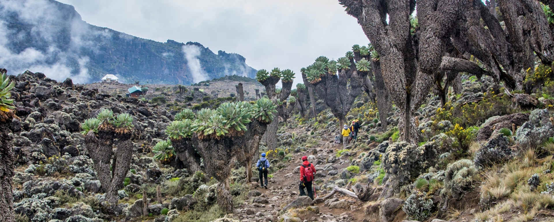 Trekking - Lemosho Route