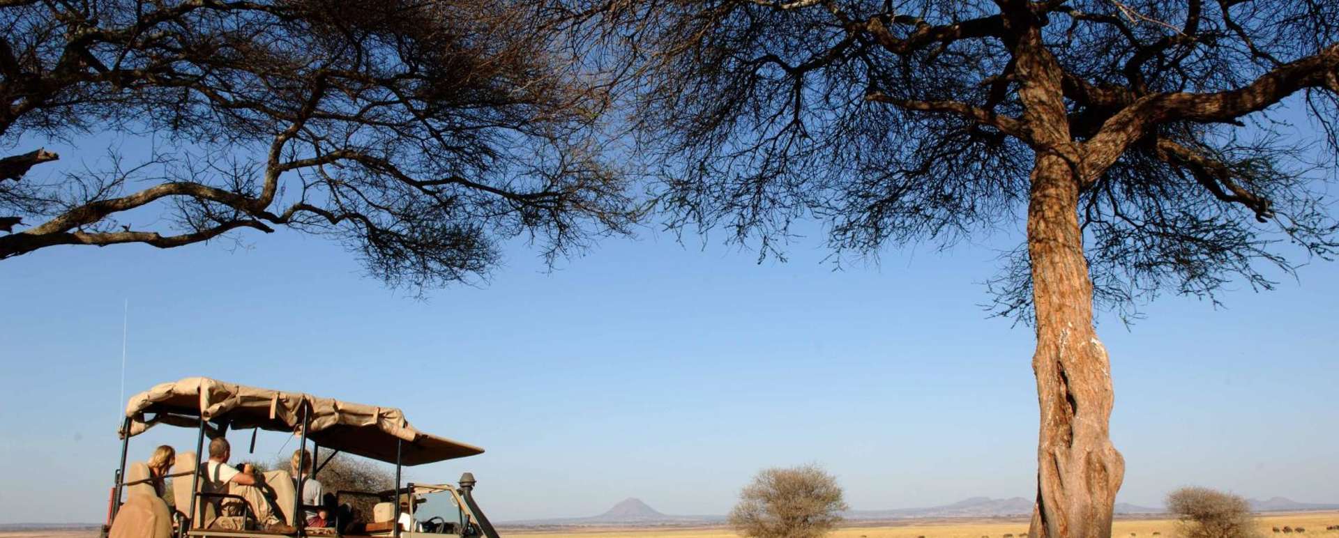 Bush drive - Kuro Tarangire