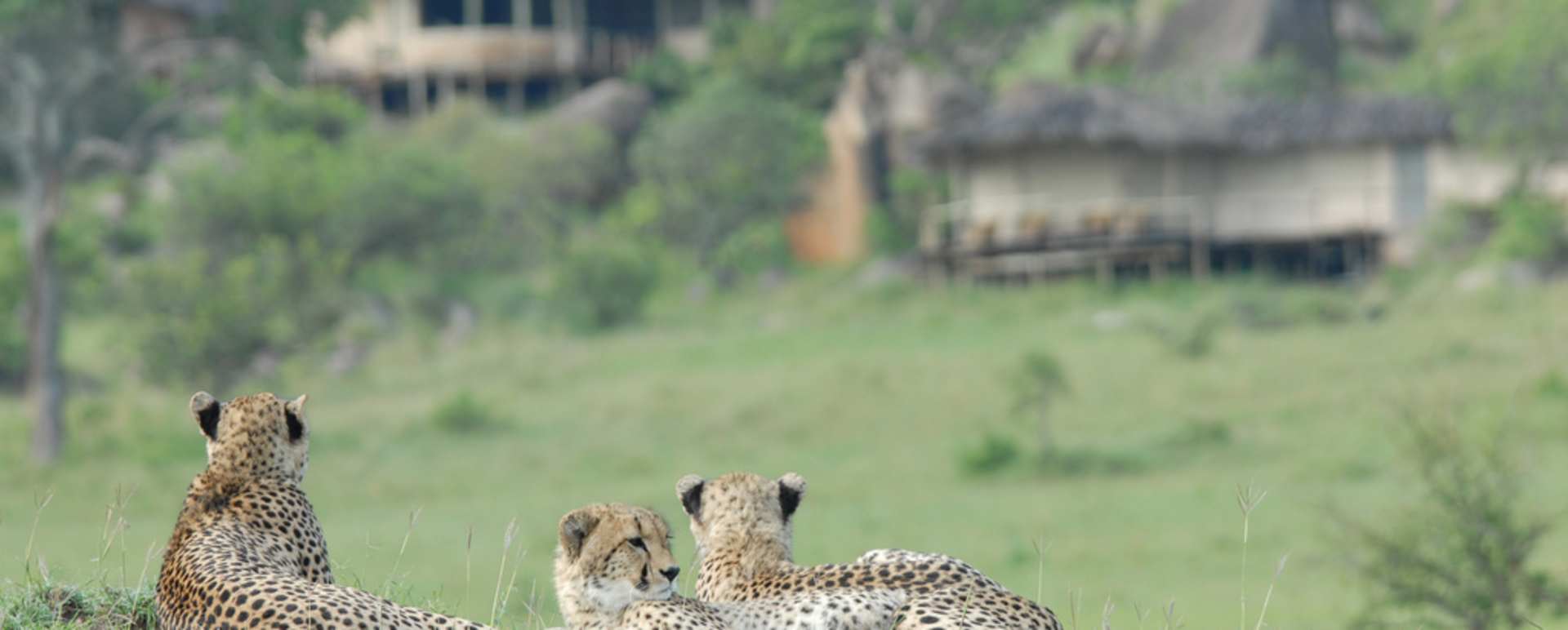 Cheetahs 