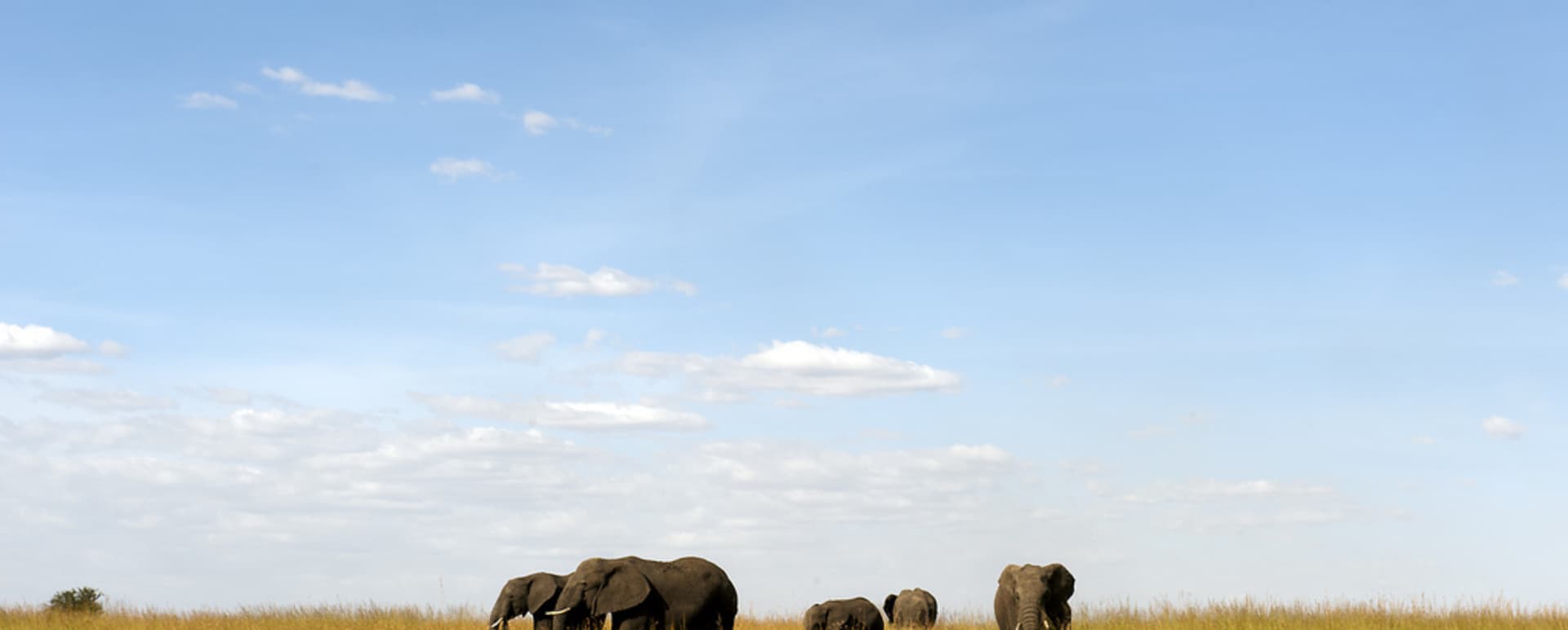 Elephants on the plains - Mkombe's House at Lamai
