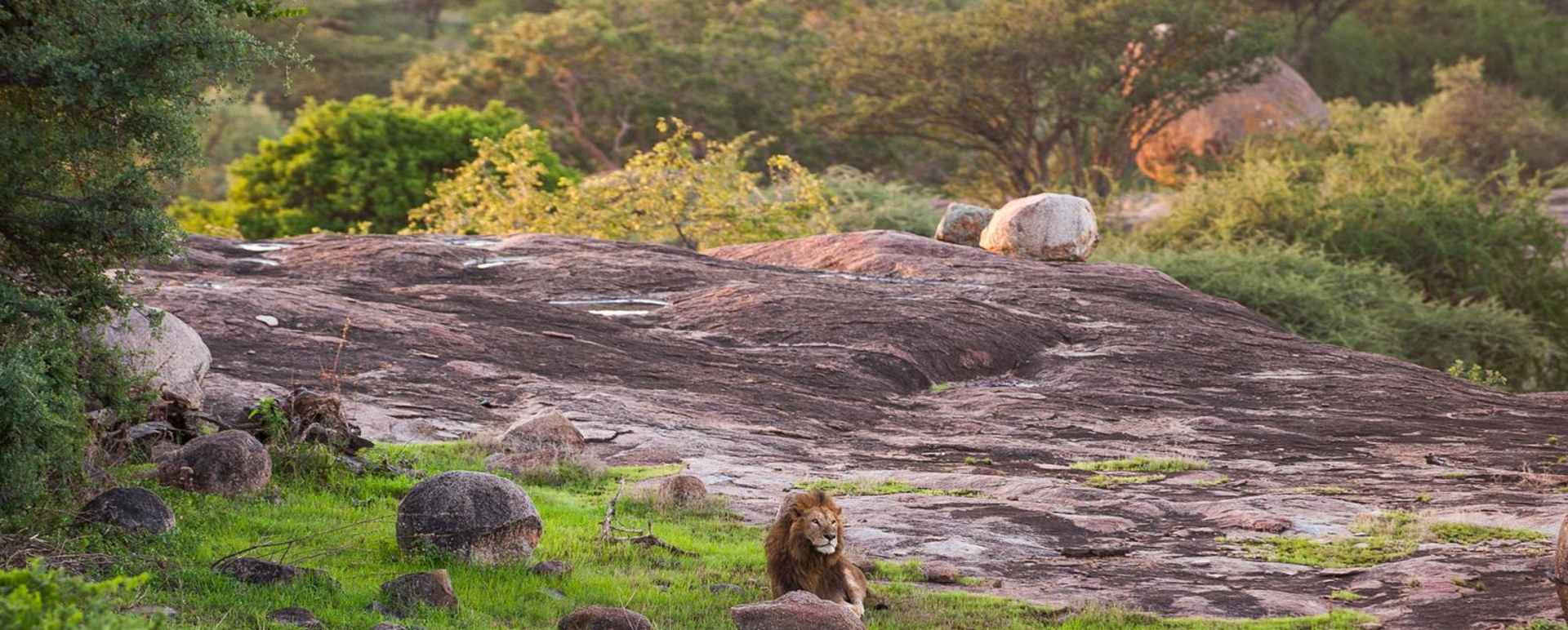 Reserve Safari - Mwiba River Lodge