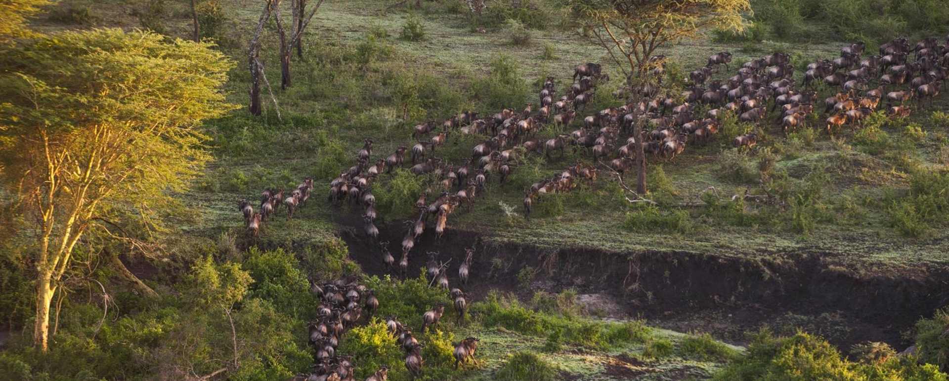 The Great Migration - Mwiba River Lodge