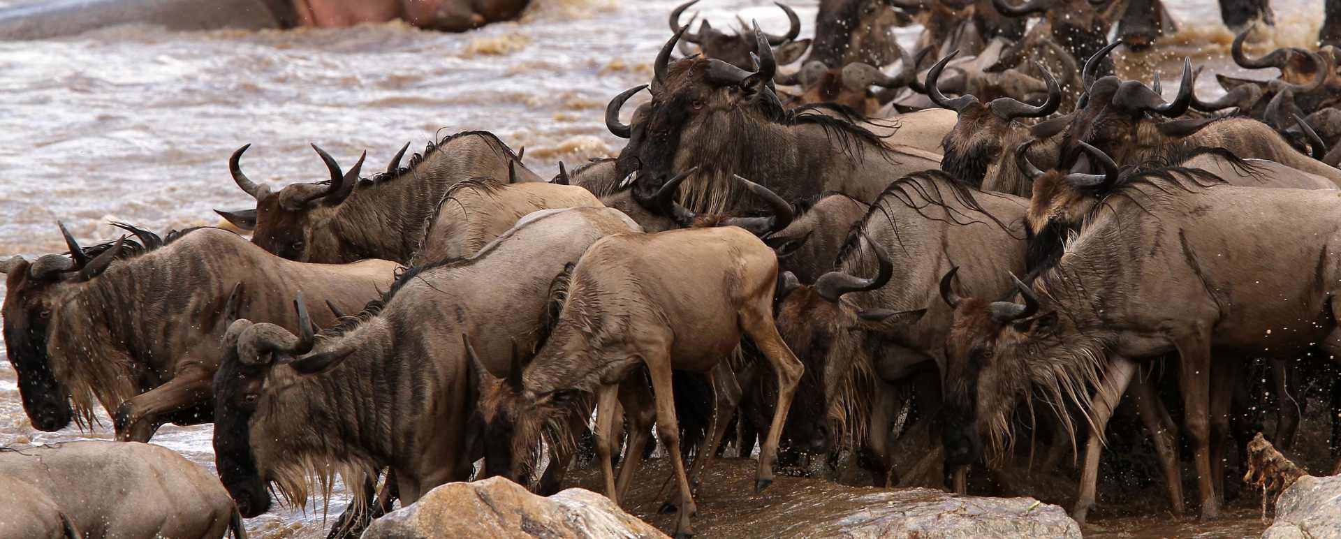 Migration heards 
