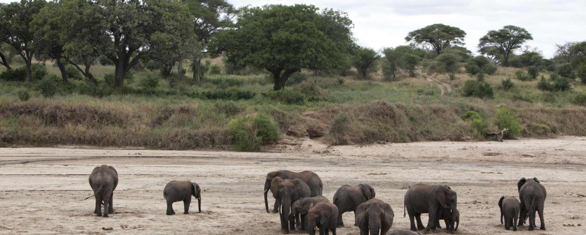 Elephants - Oliver's Camp