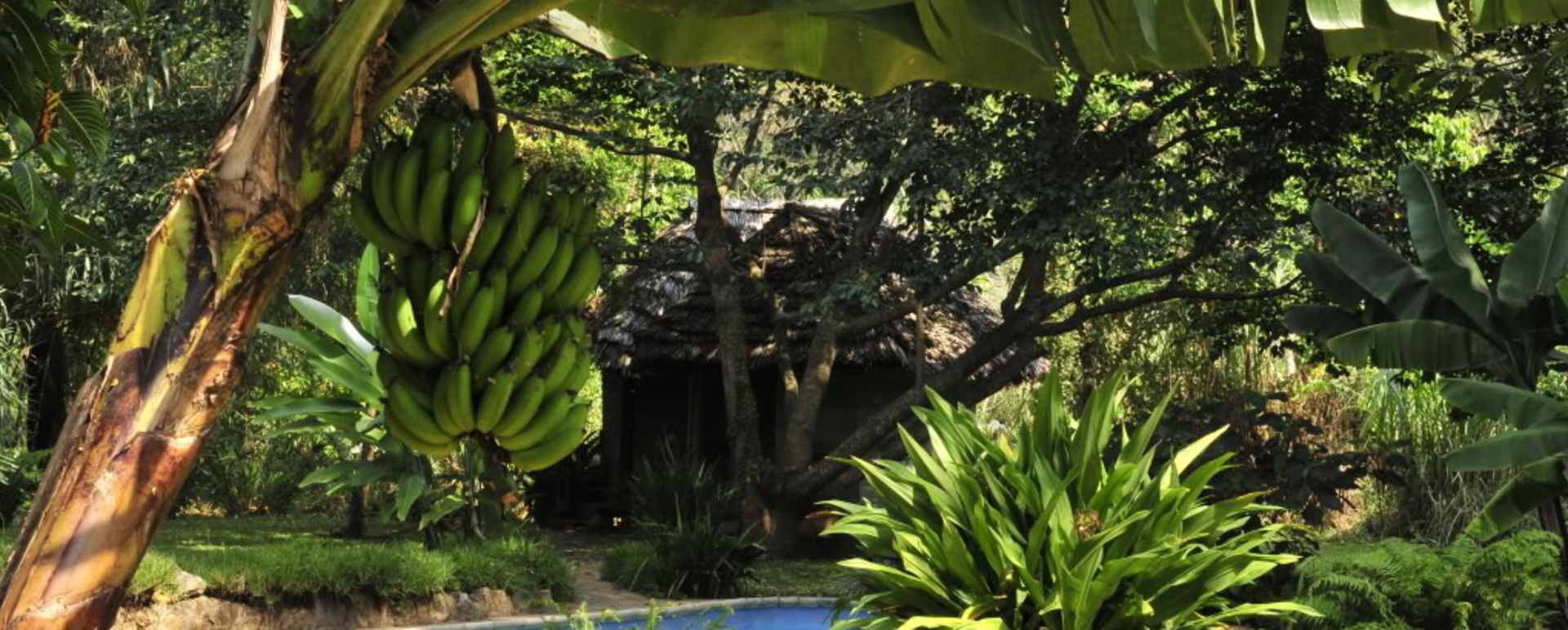 The swimming pool - Rivertrees Country Inn