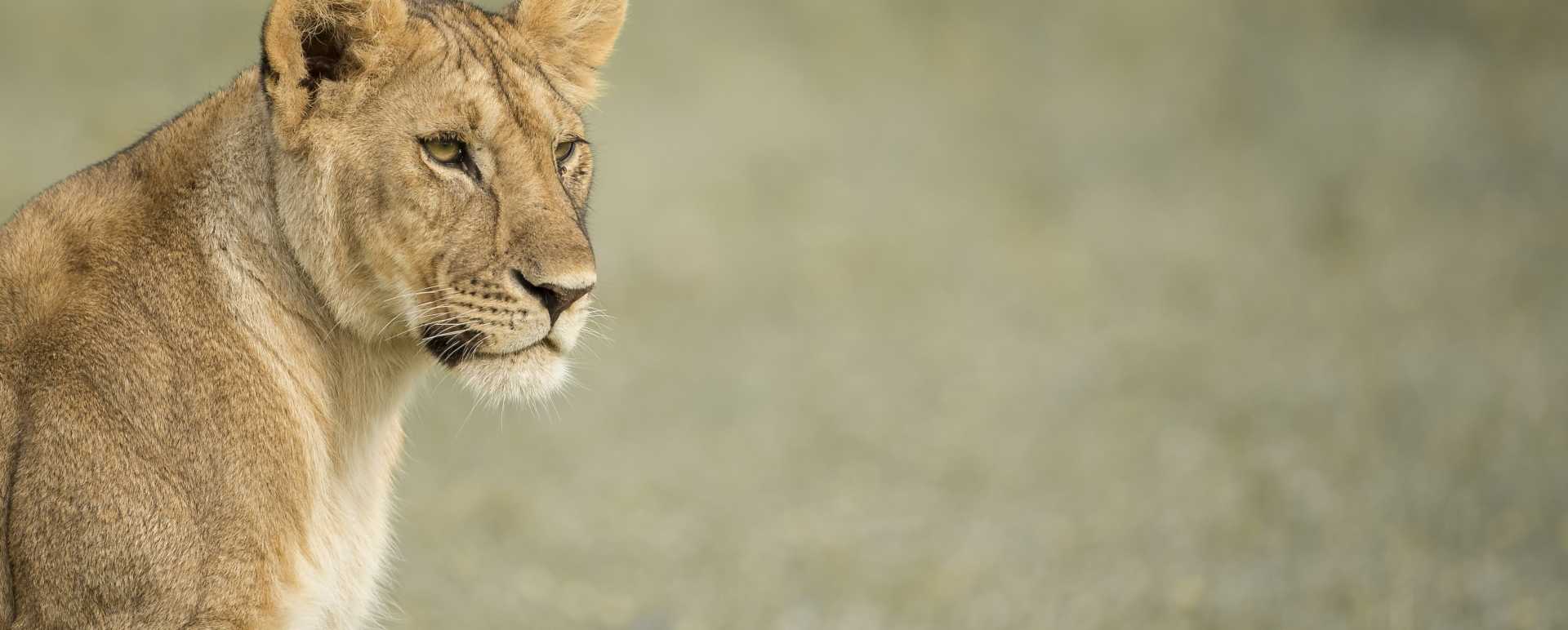 Lion spotting