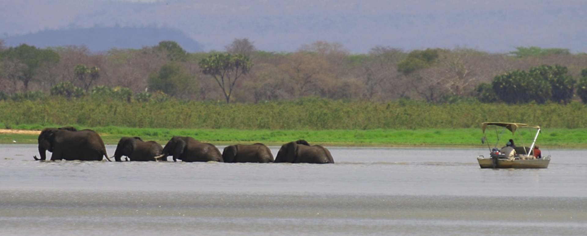 Elephants - Siwandu