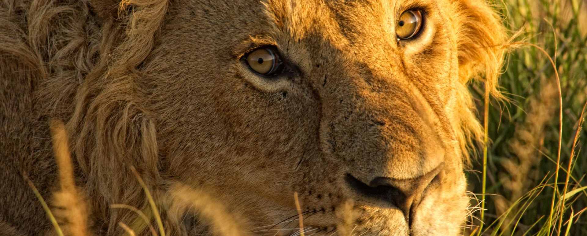 Lion portrait - The Highlands