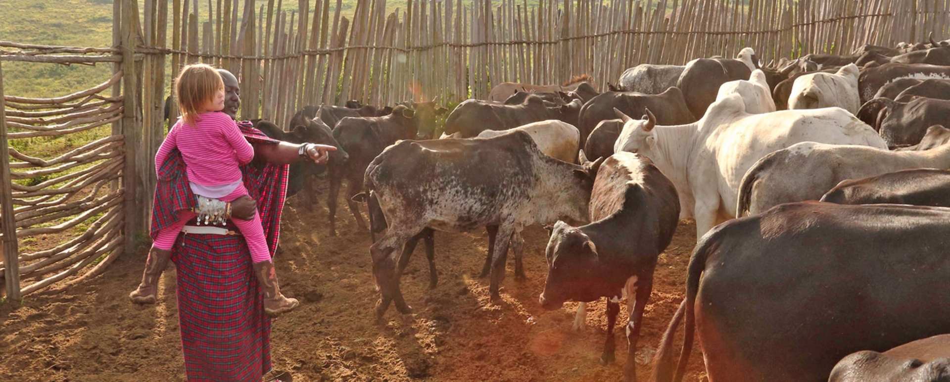 Cattle in boma - The Highlands