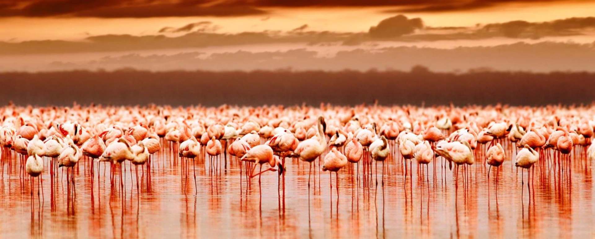 Flamingo Watching