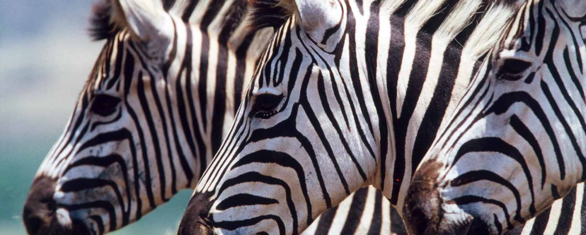Game drive in Lake Manyara