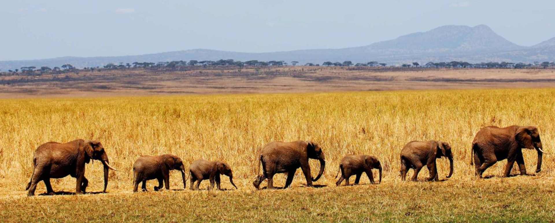 Wildlife in the Tarangire