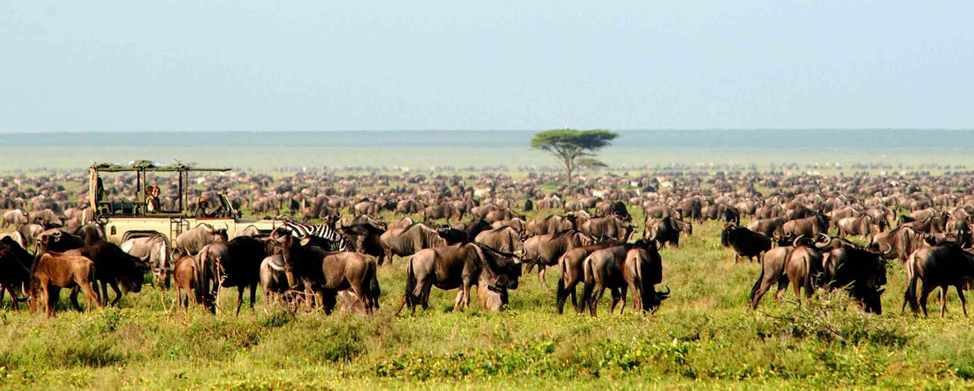 November safari