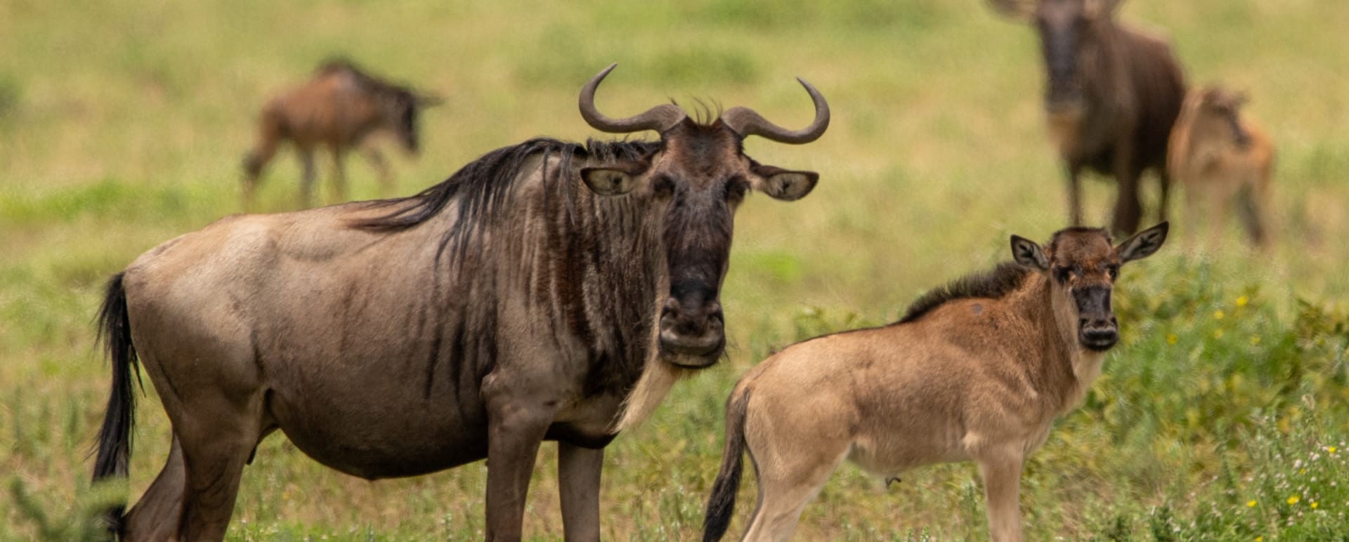 Discover Culture Calving in Tanzania