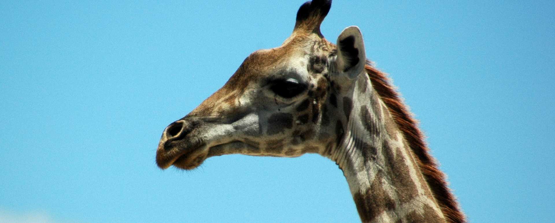 Giraffe